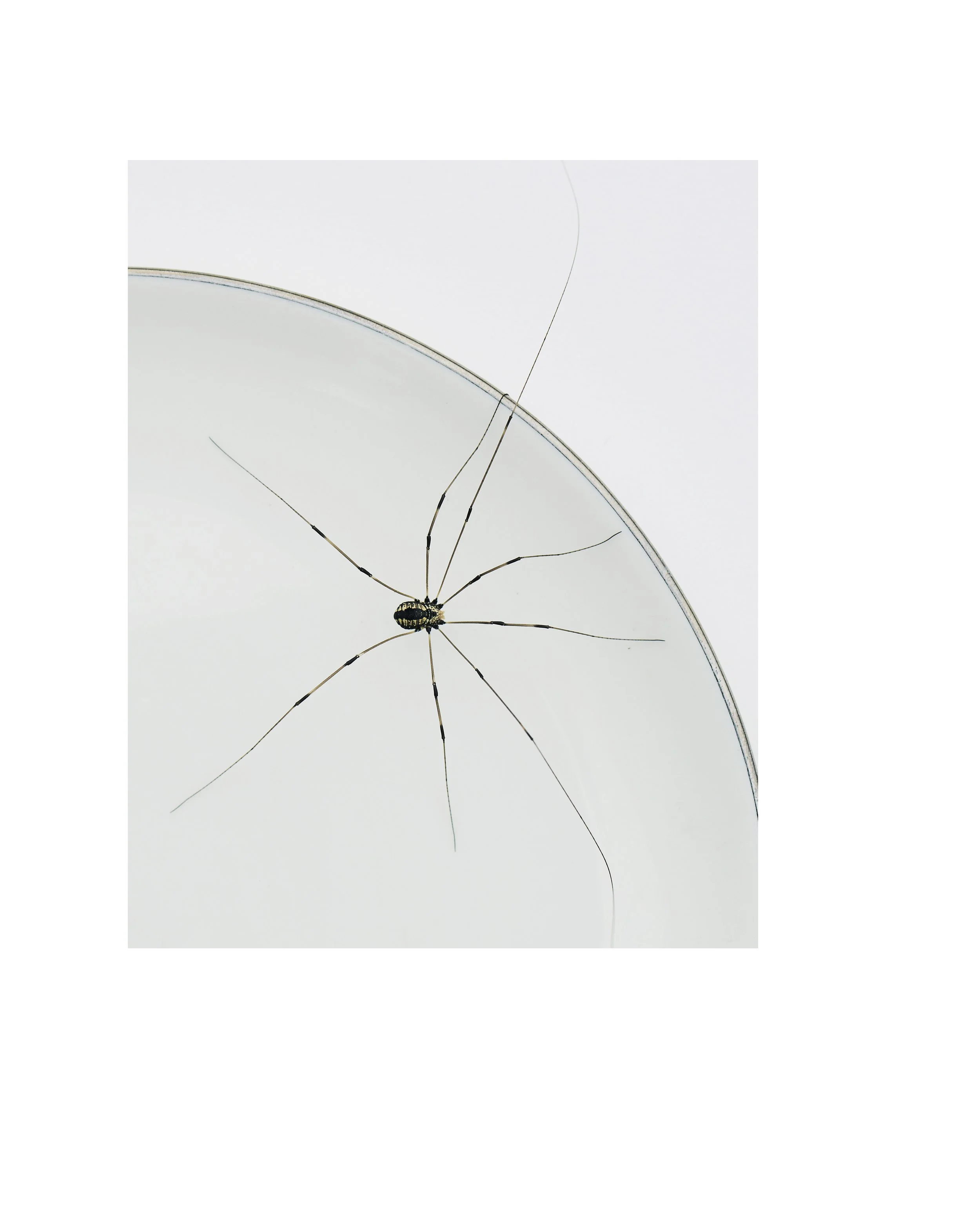 2507 USA NY Upstate Project Bovina 0520.jpg