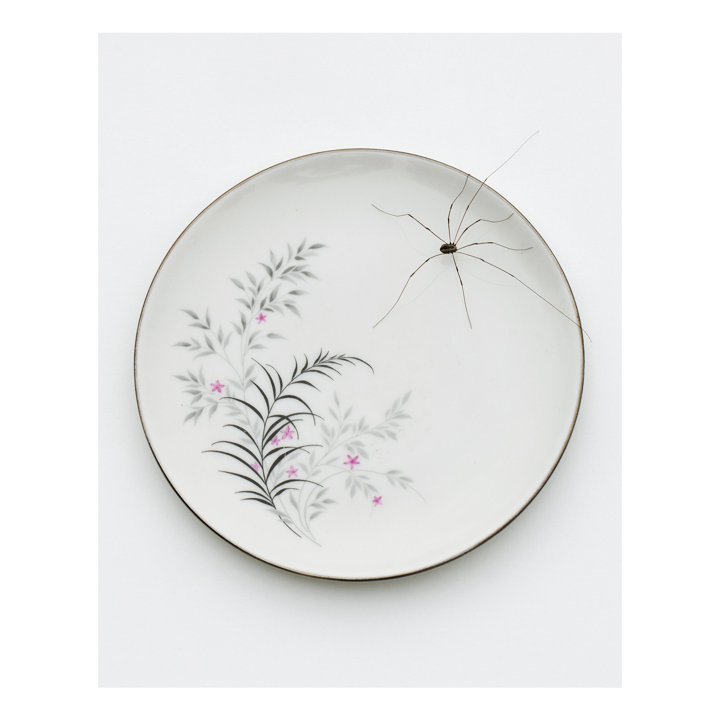 2507 USA NY Upstate Project Bovina 0514.jpg