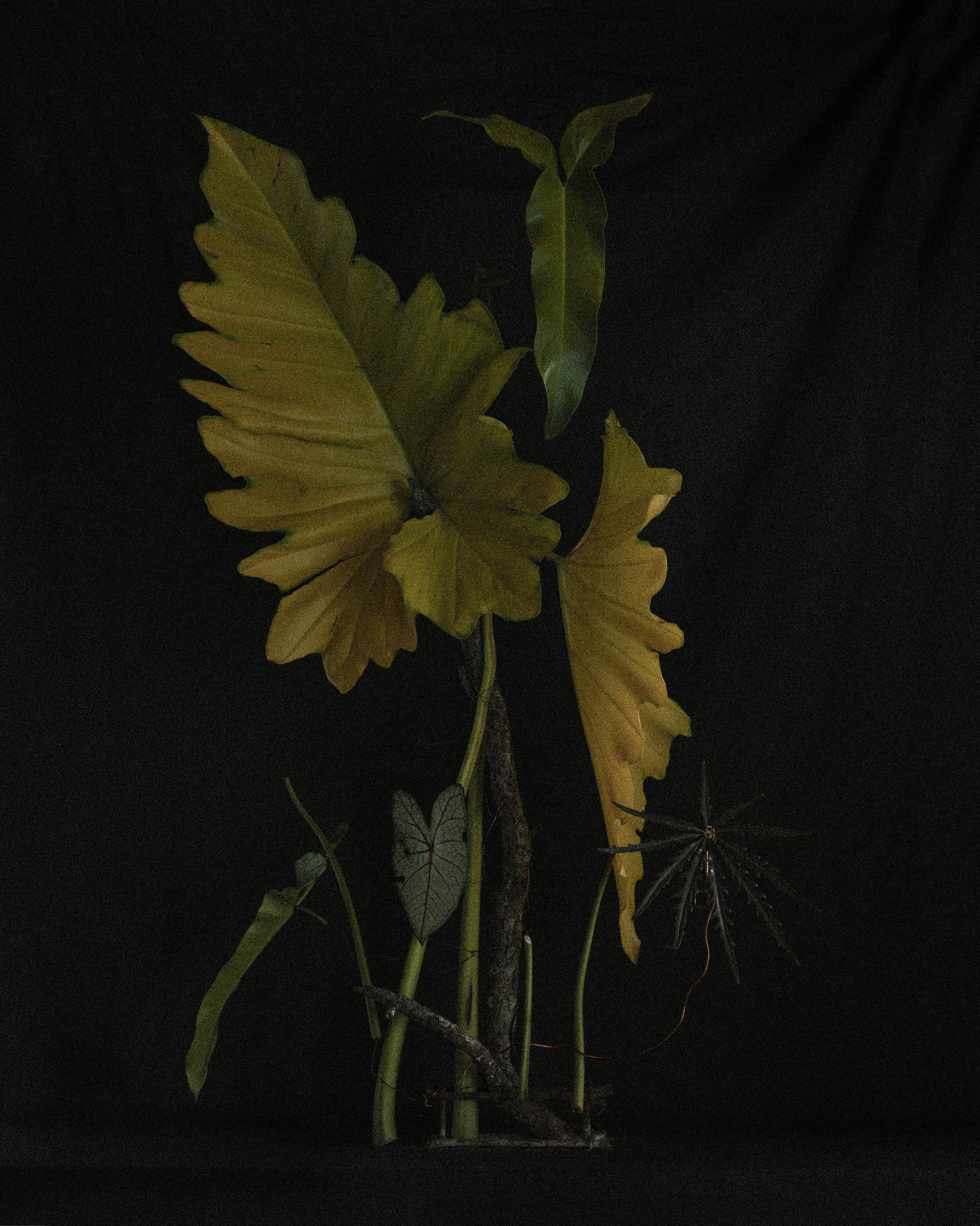 2006 USA FL Jupite Still Life Things + Plants 2079.JPG