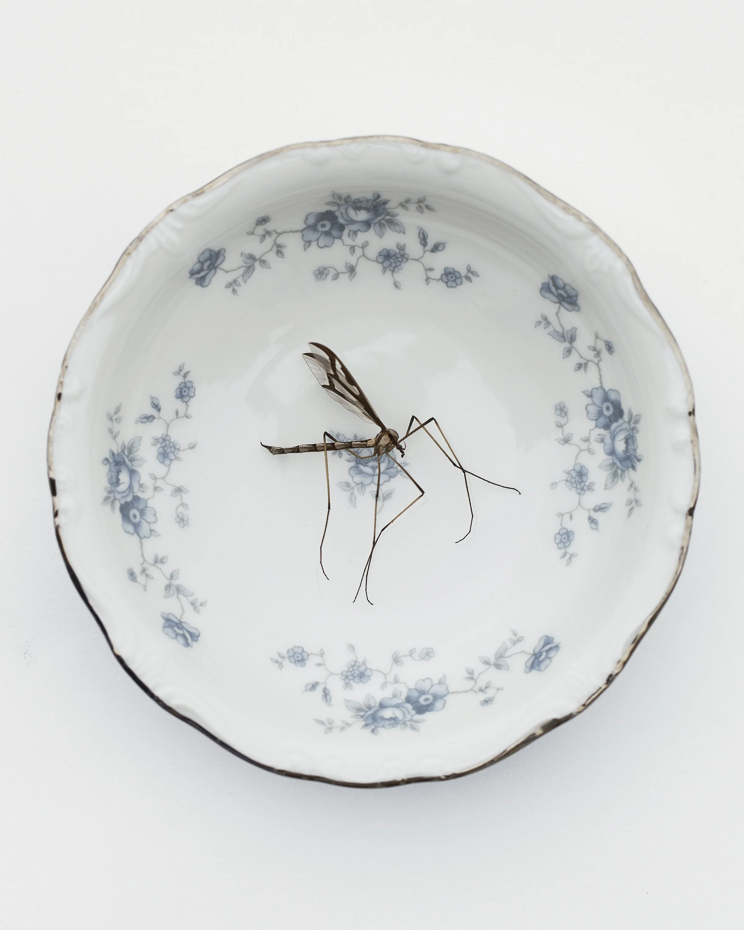 2507 USA NY Upstate Project Bovina 0464.jpg