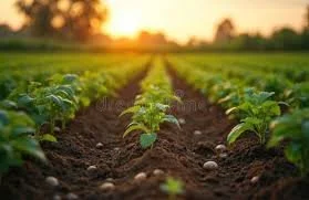 Under the Same Sky, Different Fortunes