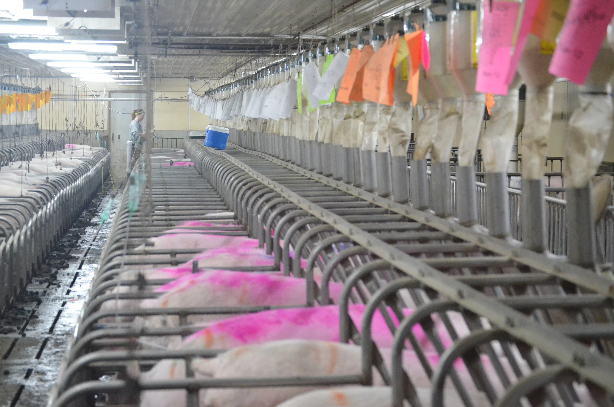 DSC_0131_pig.jpg
