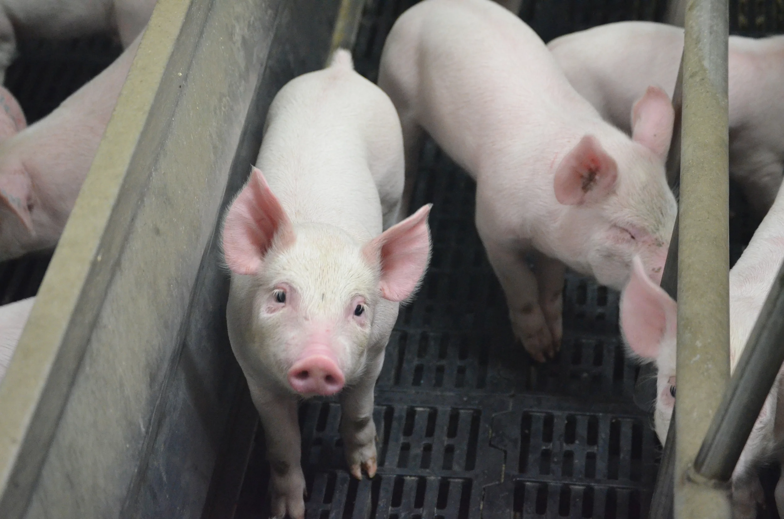 DSC_0204_piglet.jpg