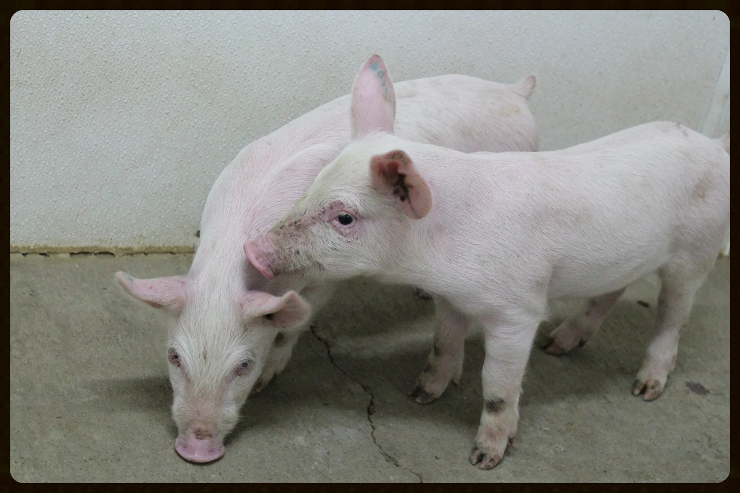 pig.jpg