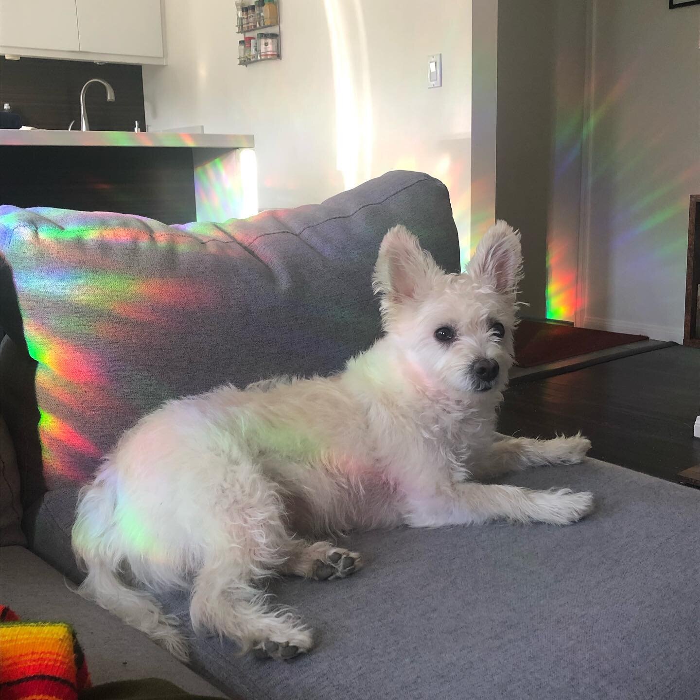 We have some cool light reflectors on our windows and sometimes the sun shines through and makes Bodhi look like even more of an ethereal being.