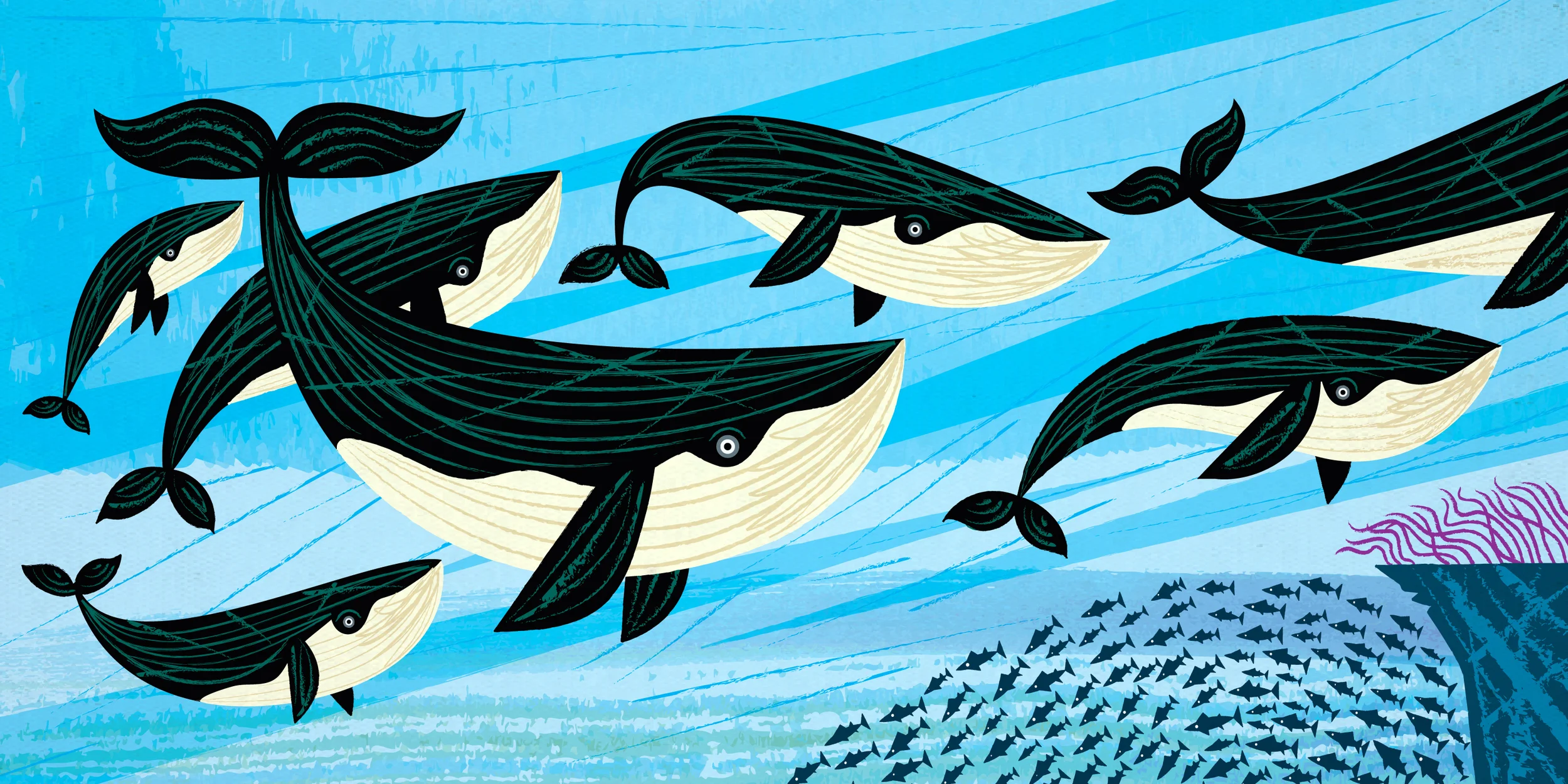 Whales and Mackerel