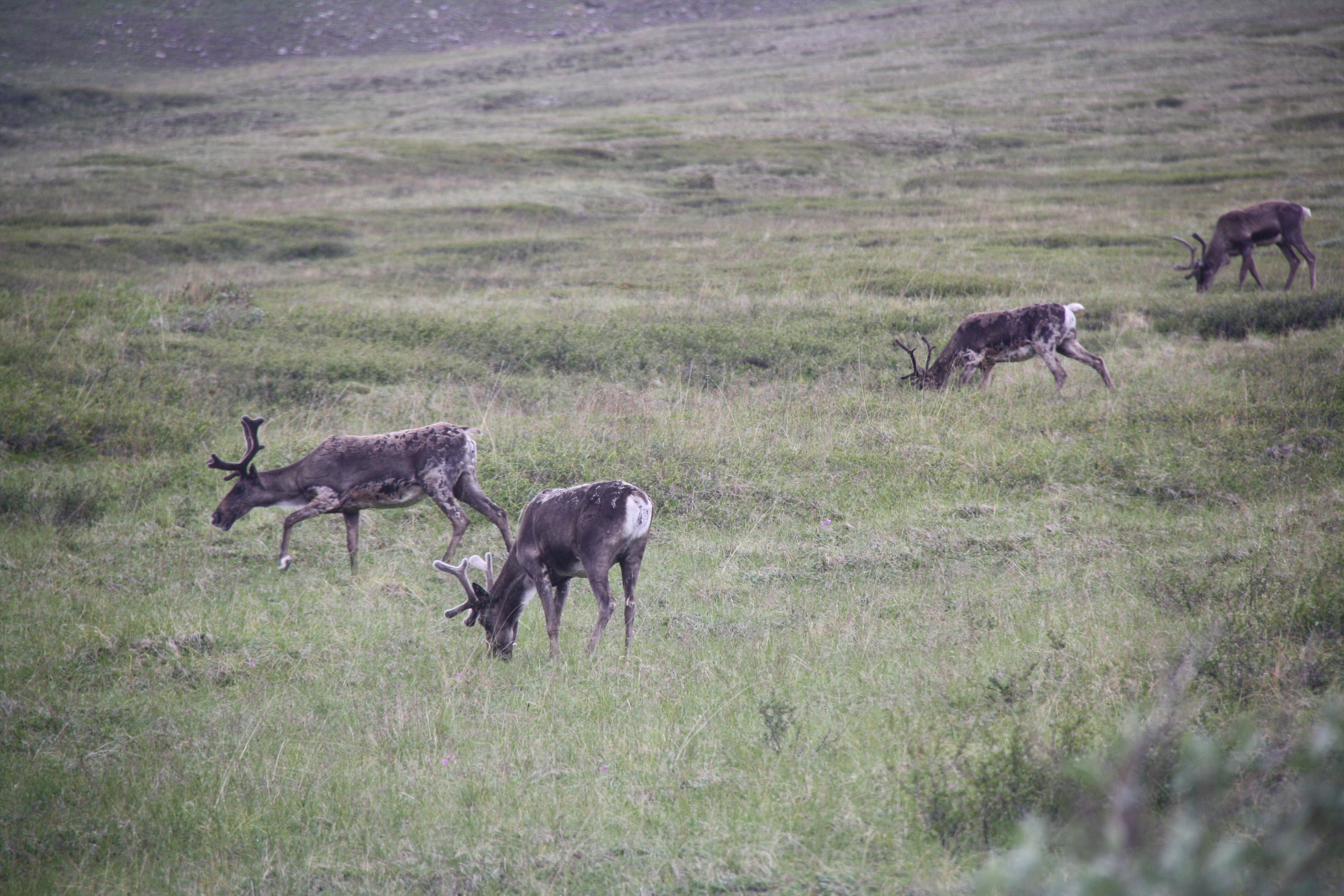 Denali Tundra Wilderness Tour