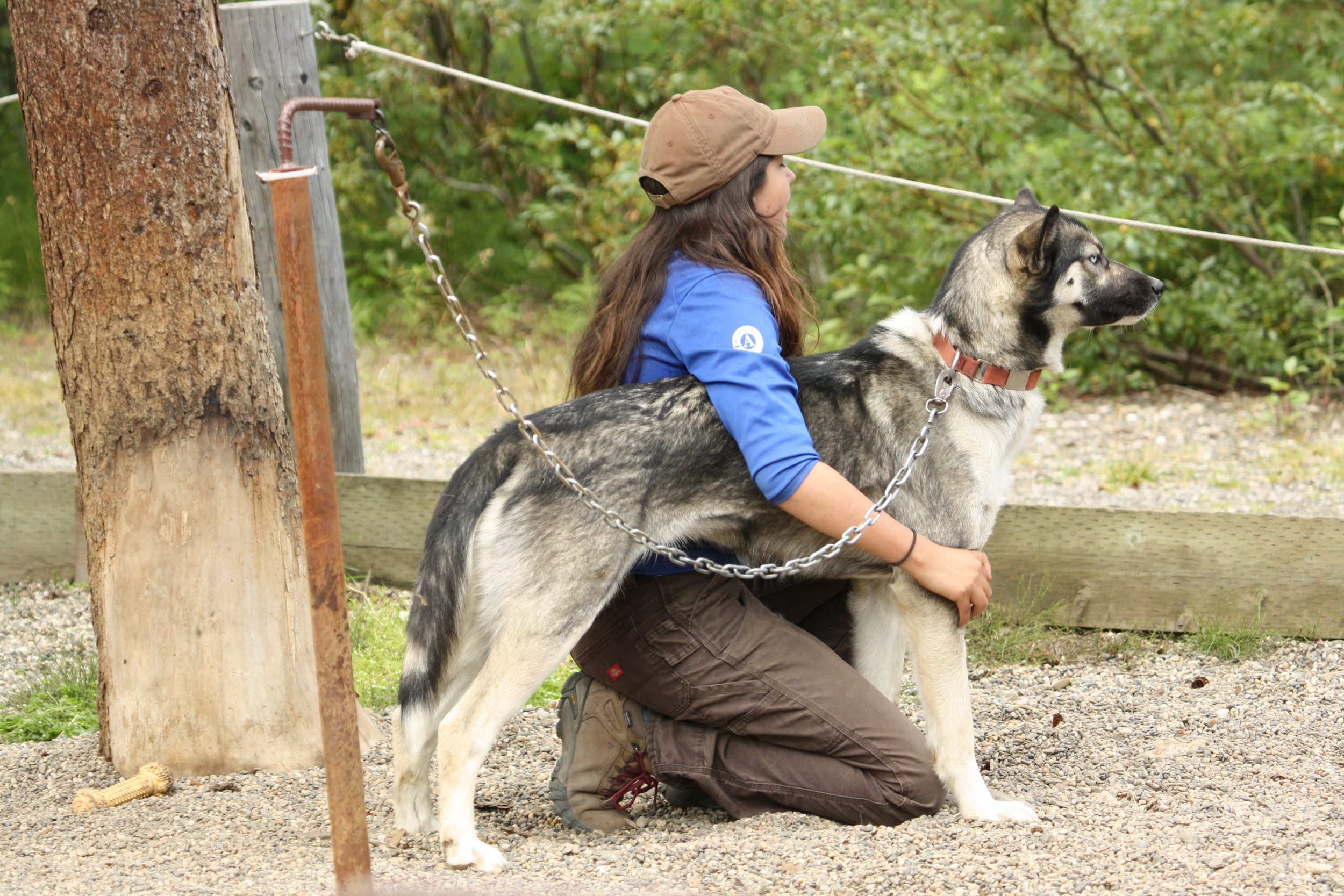 NPS Sled Dogs - Denali