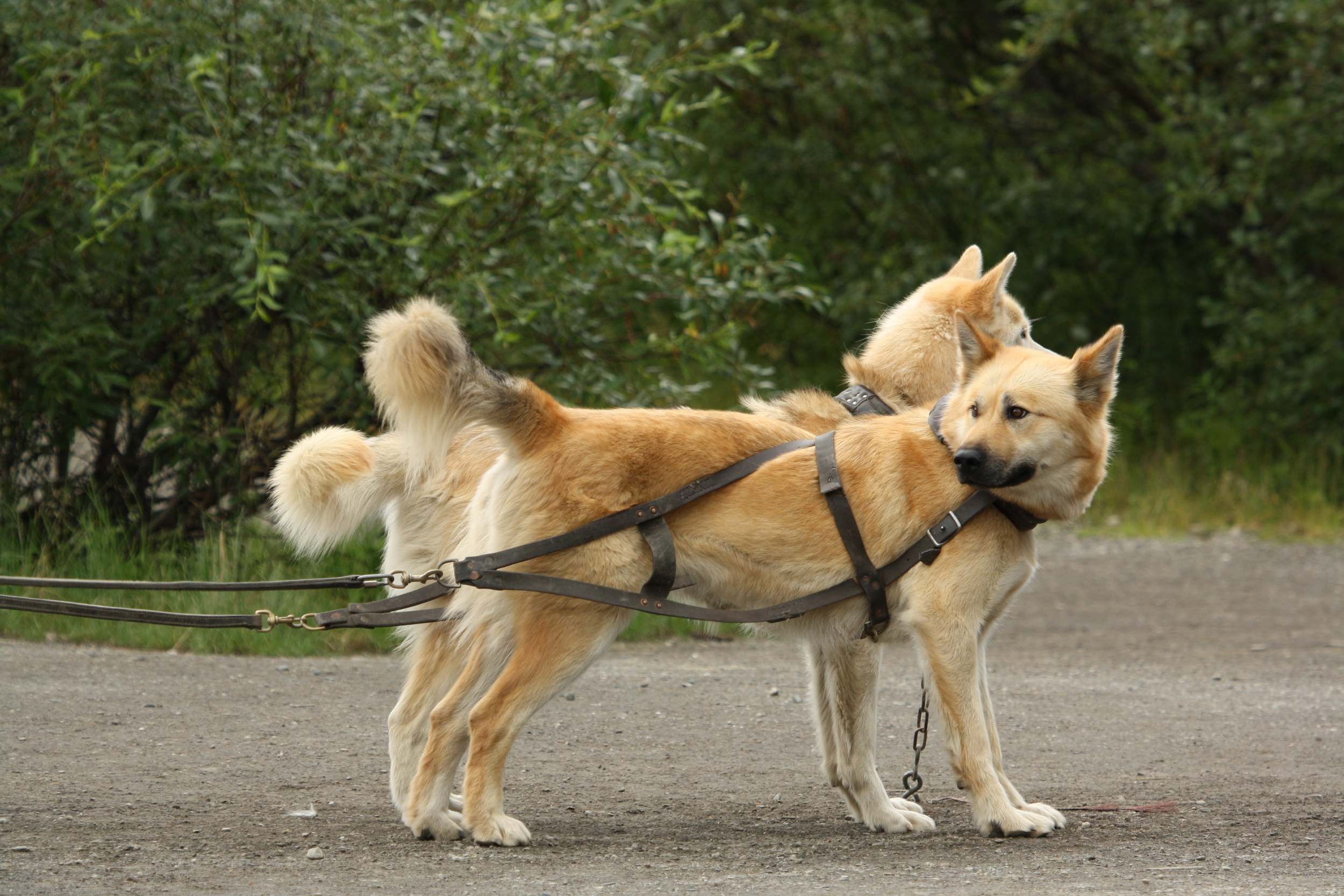 NPS Sled Dogs - Denali