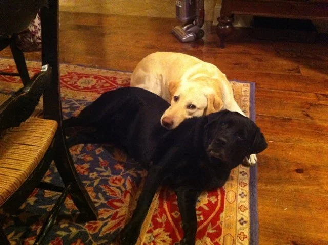 George, the yellow Lab, resting his head on Polly.