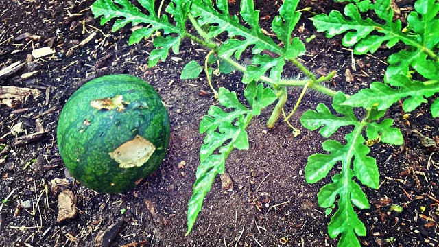 Dan Haase reflects on this year's harvest.