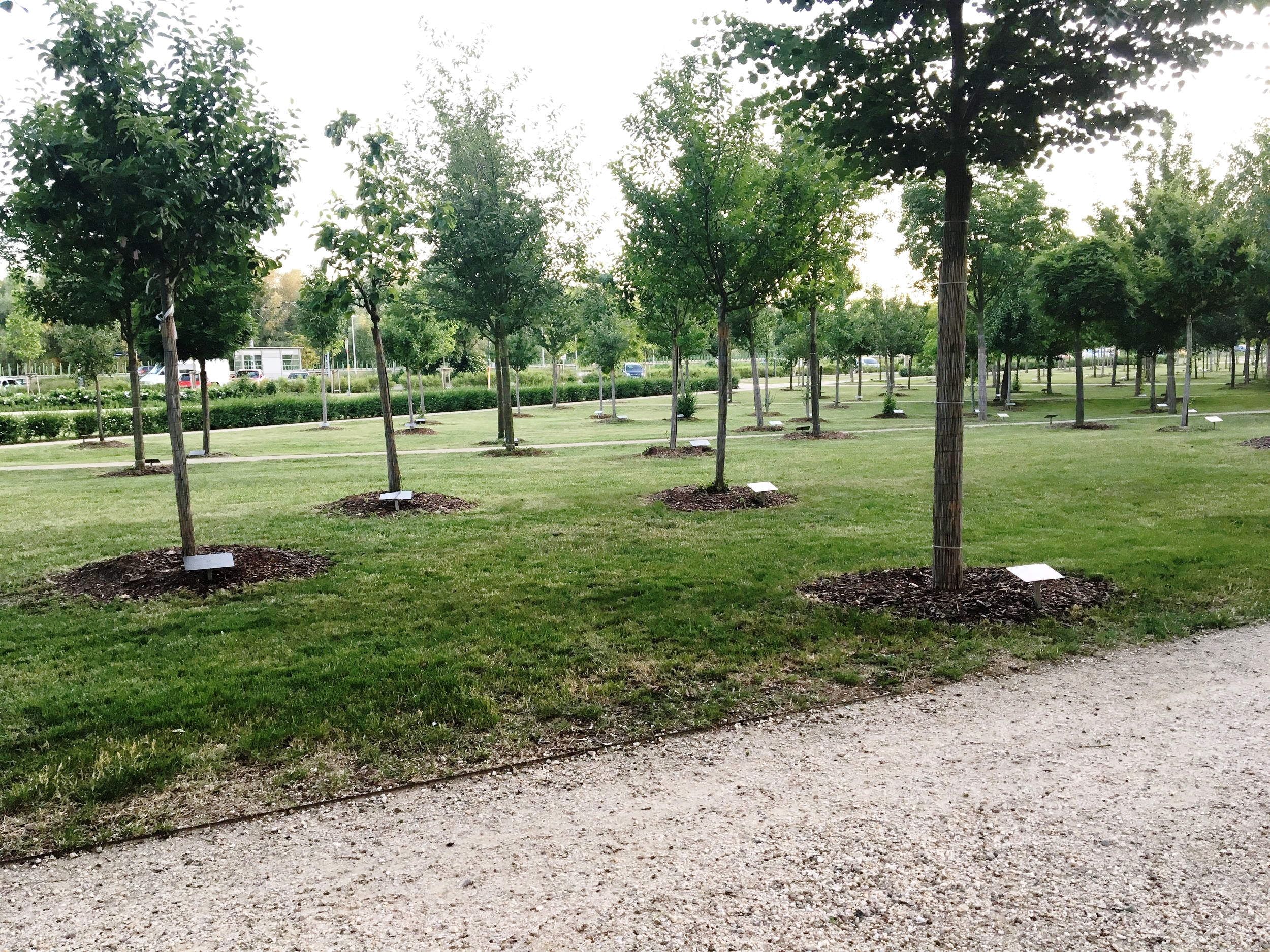  Wittenberg city park is full of trees planted and donated from churches all of the world wishing to celebrate the 500th anniversary.&nbsp;&nbsp; 