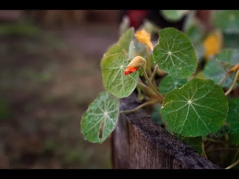 Nasturtium