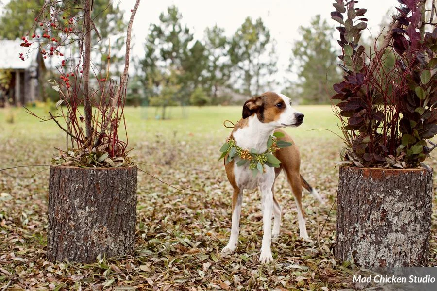 Our favorite model of all time - FALINE!