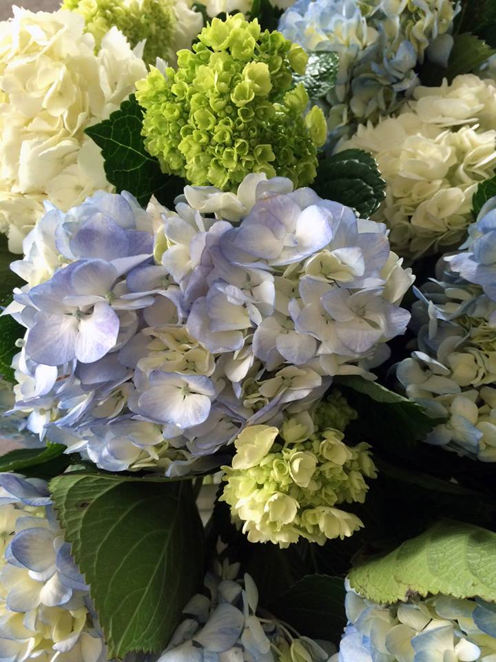 This week's wrap bouquet is a fan favorite back by popular demand! Three billowy and oh-so-fluffy stems of hydrangea in white, blue, & green. Call us at 218-728-1455 to reserve. 