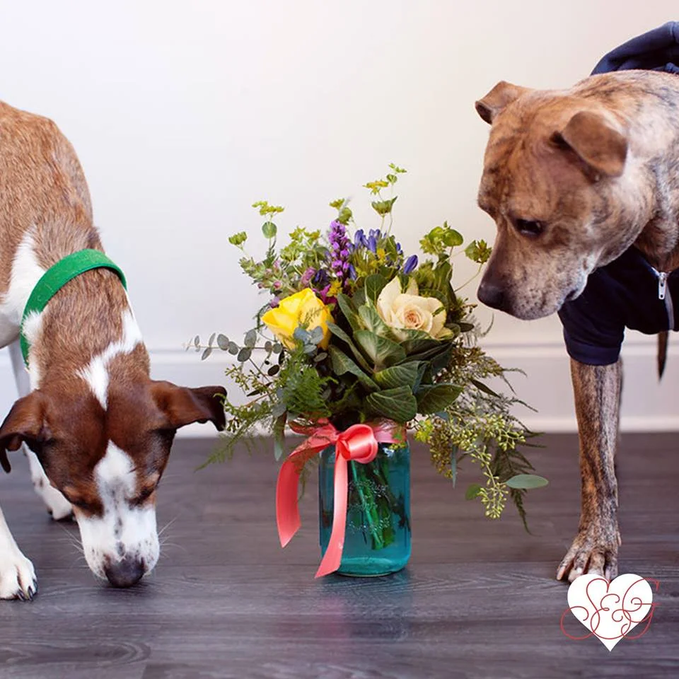 Faline & Odie are seriously in love. Their love is tremendously playful, cheery, & fur-ocious! Photo Credit: Mad Chicken Studio This Valentine's Day, we have gifts and floral for all the loves of your lives! What is your love like? Valentine’s Day specials emerging daily online at your one stop Valentine's Day shop . Order early and often!