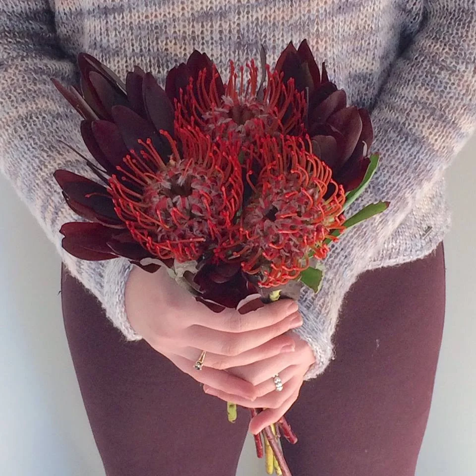 This week's $10 wrap bouquet completely encompasses S&G's #ourloveislikeboom theme for Valentine's Day this year! Call us at 218-728-1455 to reserve your pincushion protea (three stems) and lush-y, long-lasting, sunset safari leucadendron mix. It is a SHOWSTOPPER!