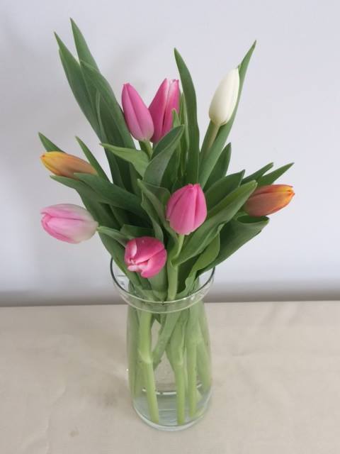 Tulip season has arrived and what better way to celebrate than to snag one of our $10 weekly wrap bouquet specials! This week we are featuring a 10-stem bundle of rainbow Dutch tulips. Call us at 218-728-1455 to reserve!