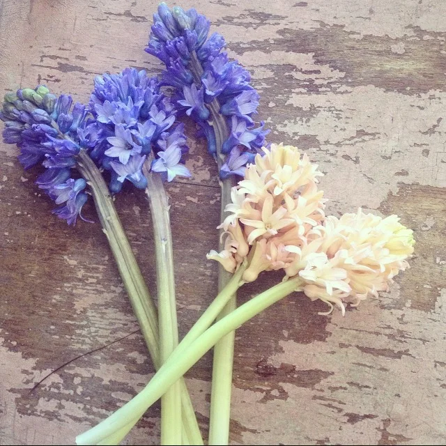 There's an old Persian proverb that says "If you have two loaves of bread, sell one and buy a hyacinth.” To that we say, "Who needs bread? Sell both and buy two!" This week, you won't have to sell anything because our $10 wrap bouquet is five stems of long-lasting, uber-fragrant hyacinth! What a deal! Arriving in an assortment of lovely peach and dark purple stems, these Dutch beauties are a traditional harbinger of spring! Available for pick-up Wednesday through Saturday. Call us at 218-728-1455 to reserve.