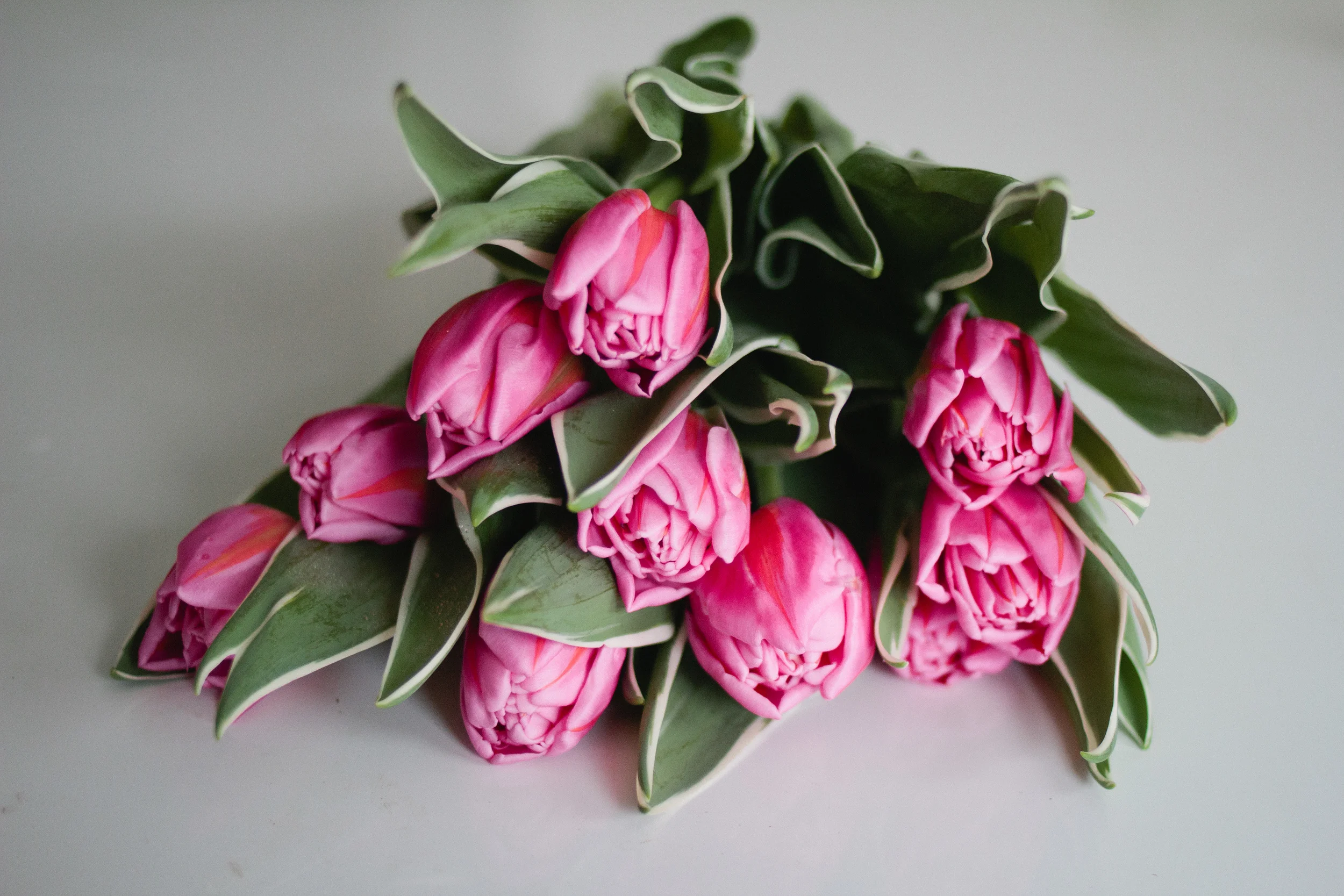 Saffron and Grey's tulip season lasts through the end of April. Call us at 218-728-1455 to order a bright bunch or cheerful arrangement today! Photography: Kiley Marissa Photography