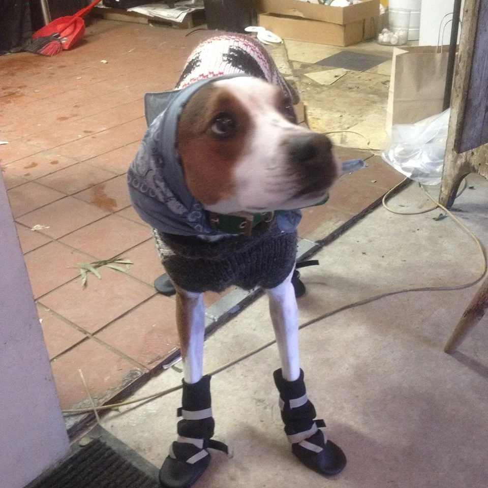 A day in the life of shop dog, Faline. Fun fact: Faline does NOT live at the shop full-time. She clocks out at the end of the business day and goes home with Abby. 