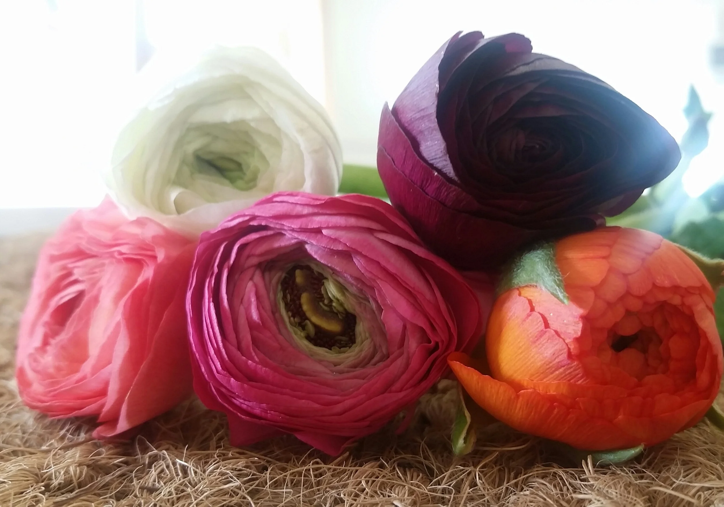 This week's $10 wrap bouquet is five stems of ranunculus in assorted colors! R anunculus means "radiant with charm" and it's aptly named, don't you think? The ruffled, whorled heads are lovely and intricate - perfect on their own or mixed with tulips, hyacinth, or simple greens! They're available for pick-up Wednesday through Saturday. Call us at 218-728-1455 to let us know how many you'll be needing and which day you'd like to stop by! See you soon!