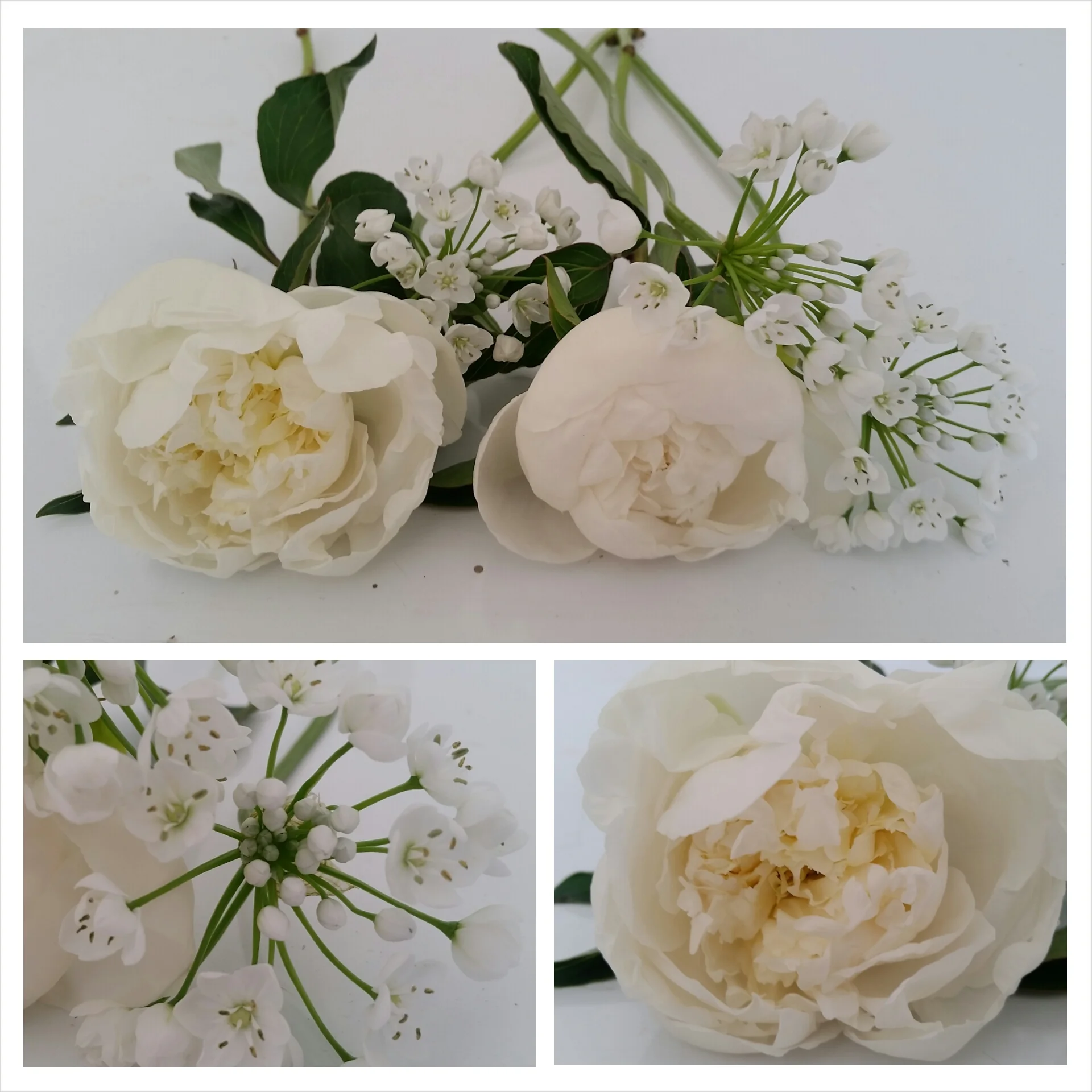 This week's $10 wrap bouquet is two stems of Duchesse De Nemours peonies and three stems of spray allium. Très romantique, non? They're available today through Saturday. Call us at 218-728-1455 to let us know how many you'll need, as well as the day you'd like to pick up. See you soon!