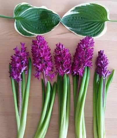 This week's $10 wrap bouquet is five super-fragrant stems of Woodstock hyacinth (far out, man!) and two hosta leaves! Call us at 218-728-1455 and let us know how many bouquets you'll be needing, as well as the day you'd like to pick up. See you soon!