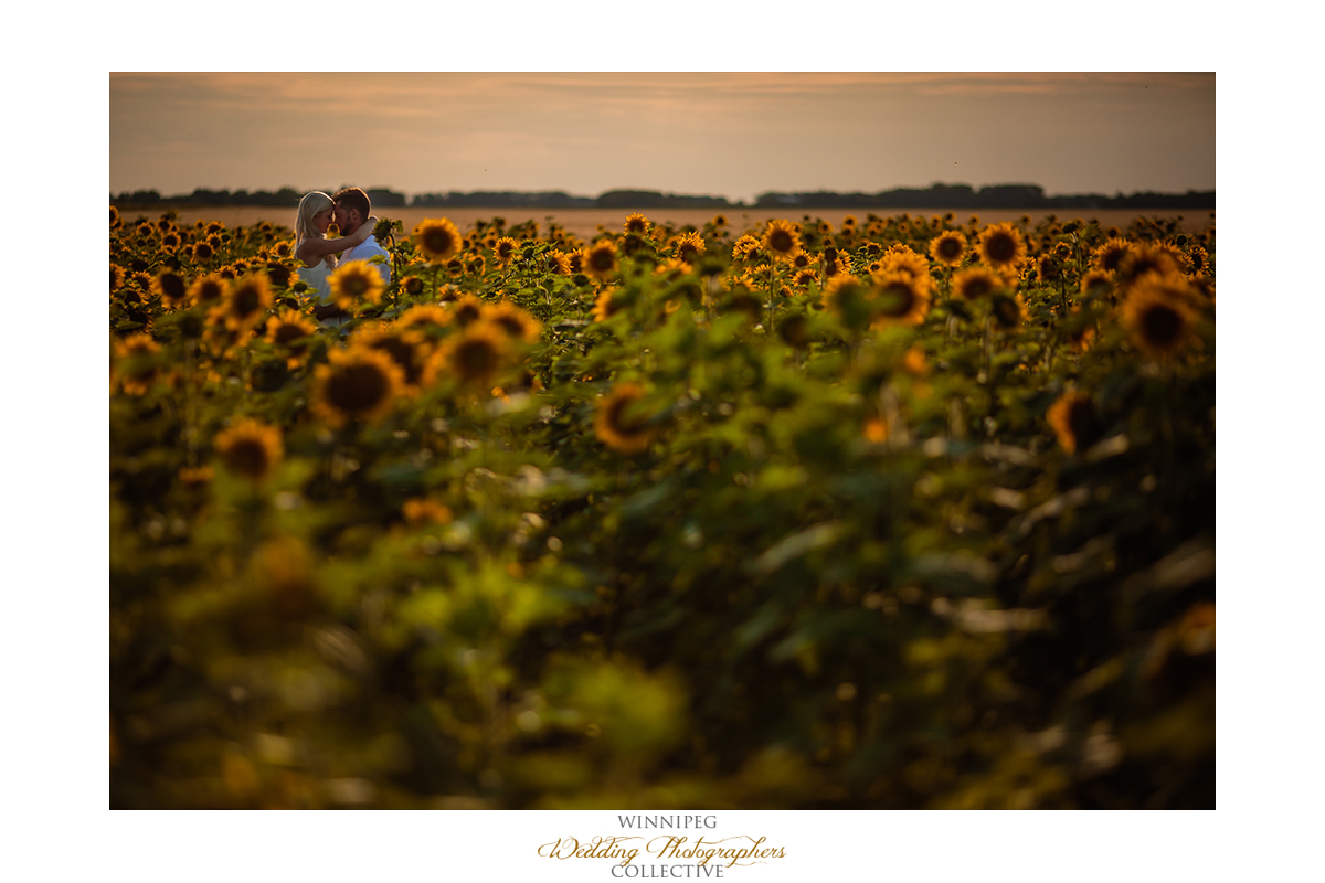 Engagement photos in sunflower field
