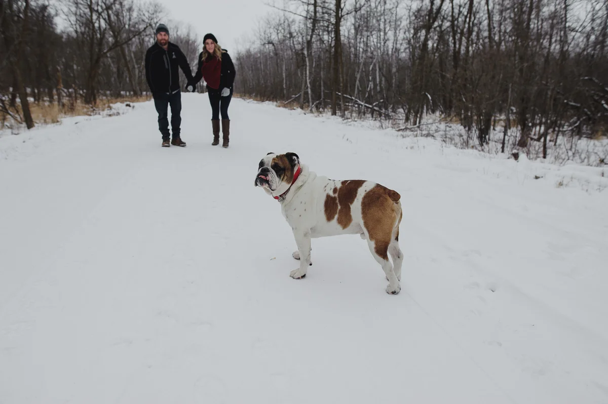 Winter engagement photos Petersfield Manitoba