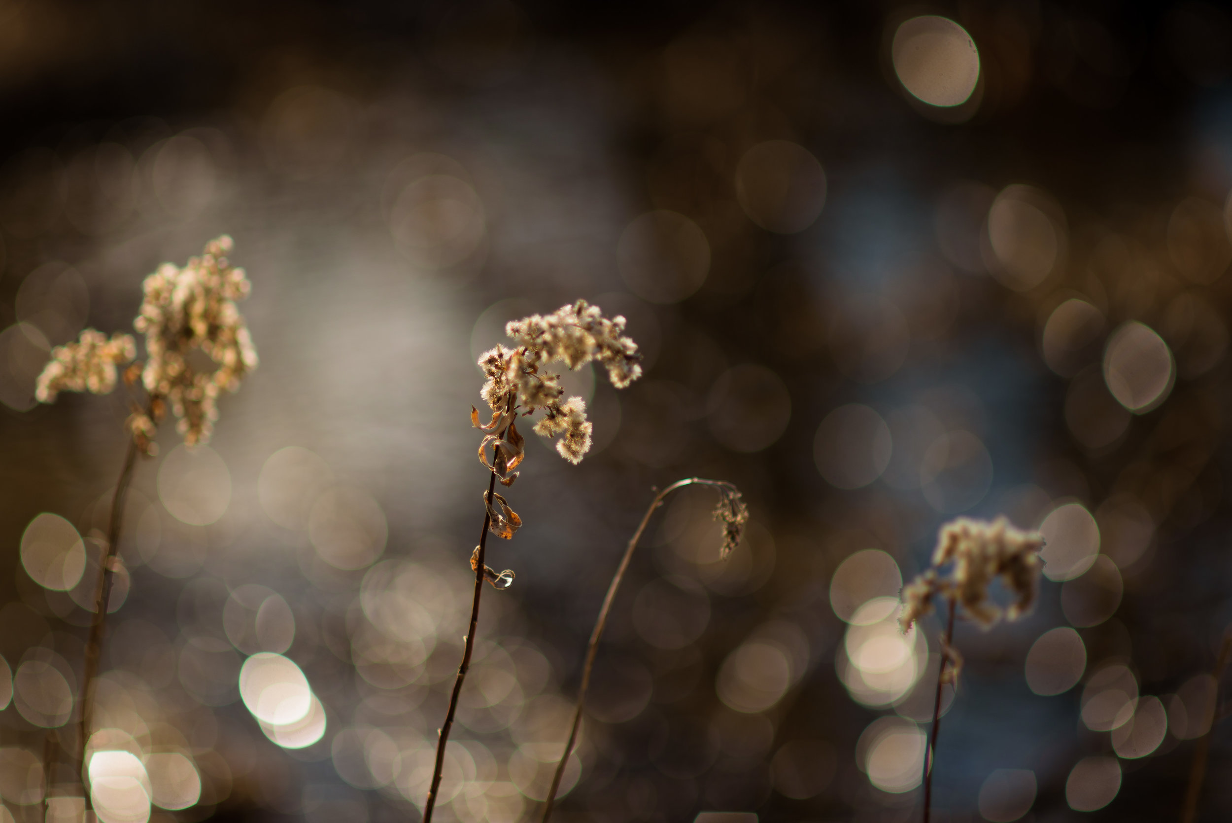 Moncia+Tyler_Bird'sHillPark(C)-08.jpg