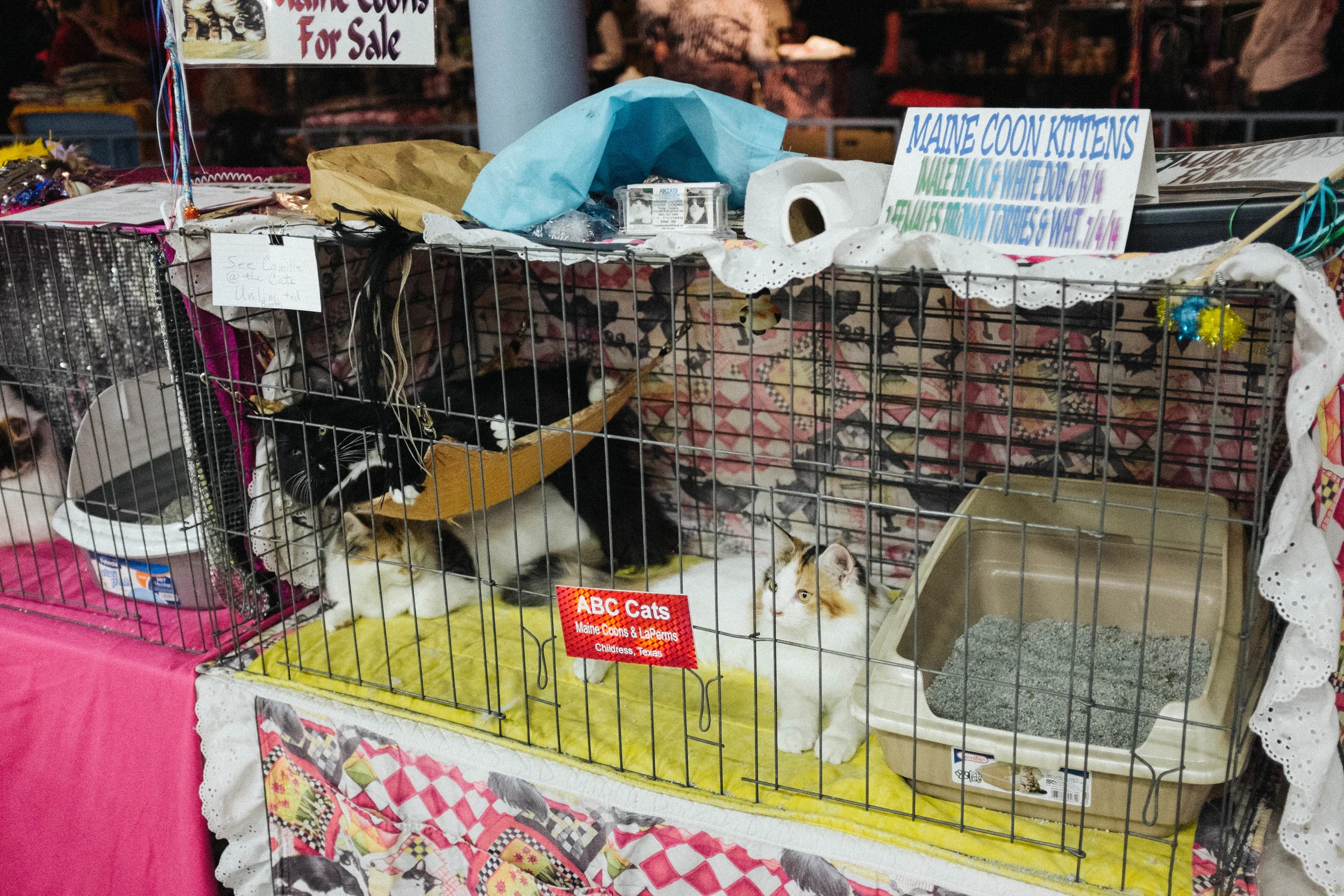 WICHITA CAT SHOW_2015-6.jpg