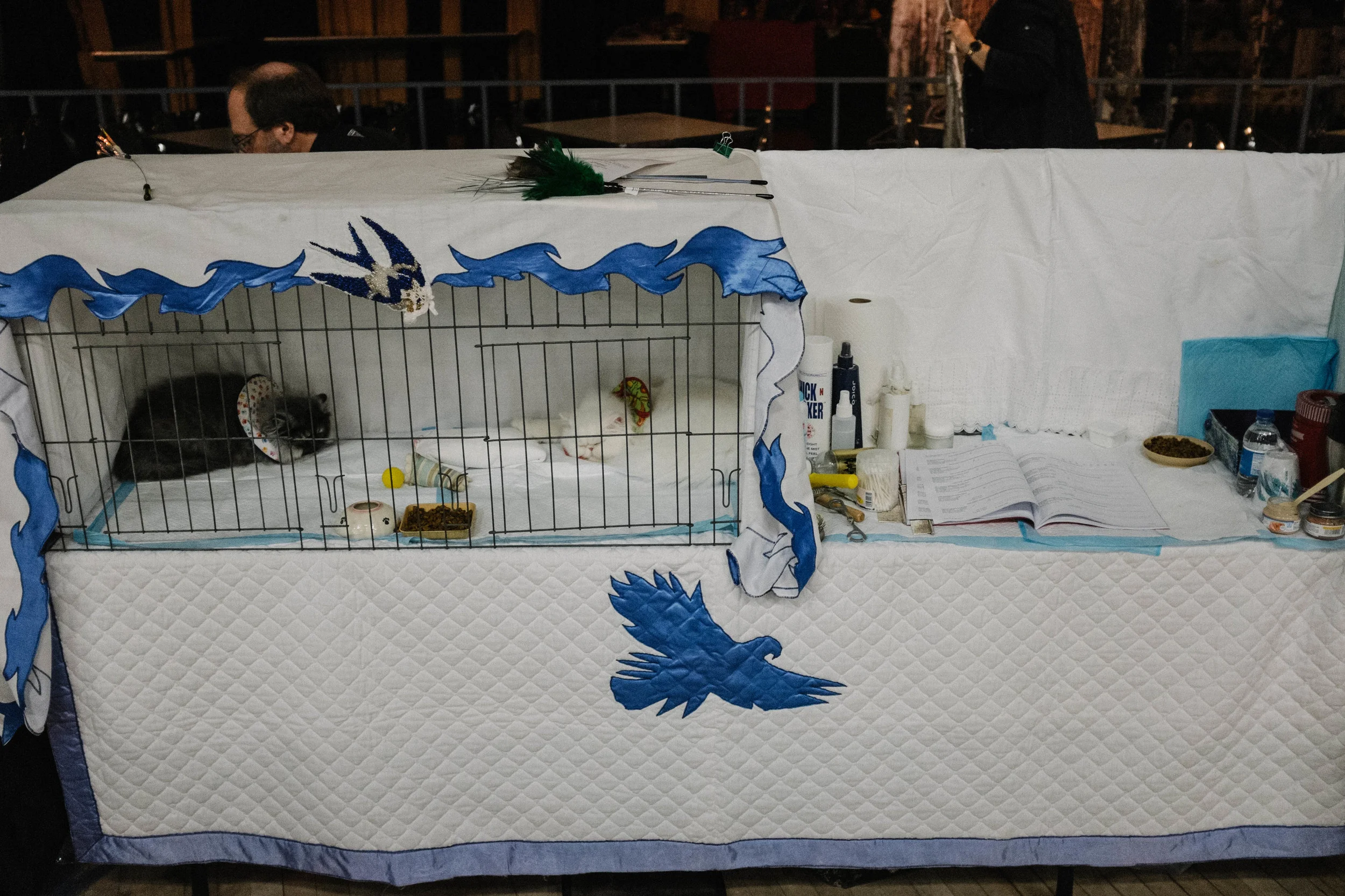 WICHITA CAT SHOW_2015-5.jpg