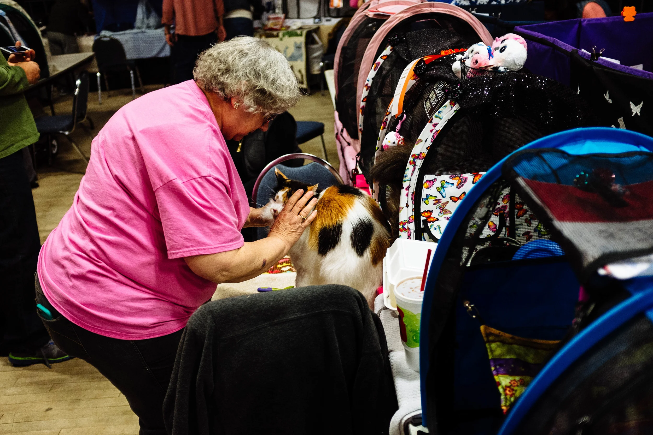 a lady prepping her cat for the show.
