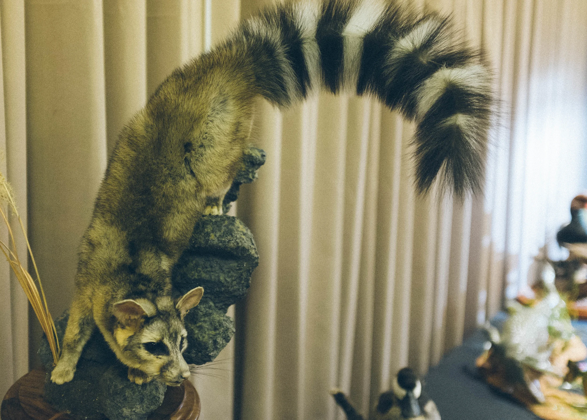 Taxidermy Show_03-29-15-2.jpg