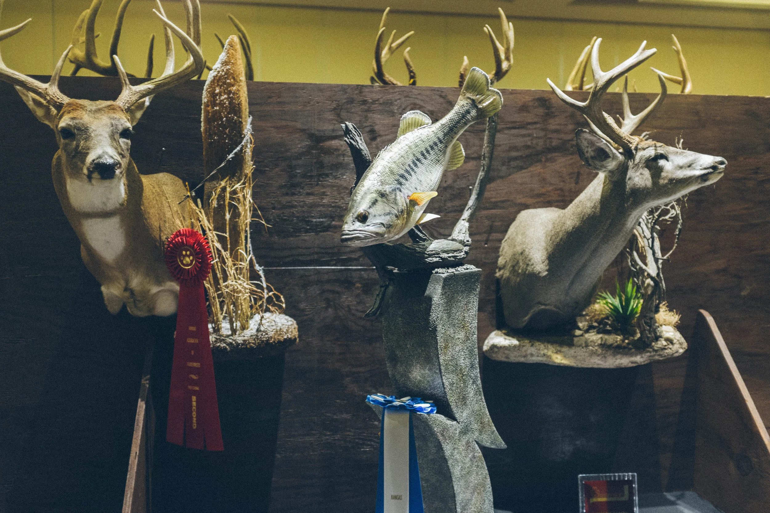 Taxidermy Show_03-29-15-21.jpg