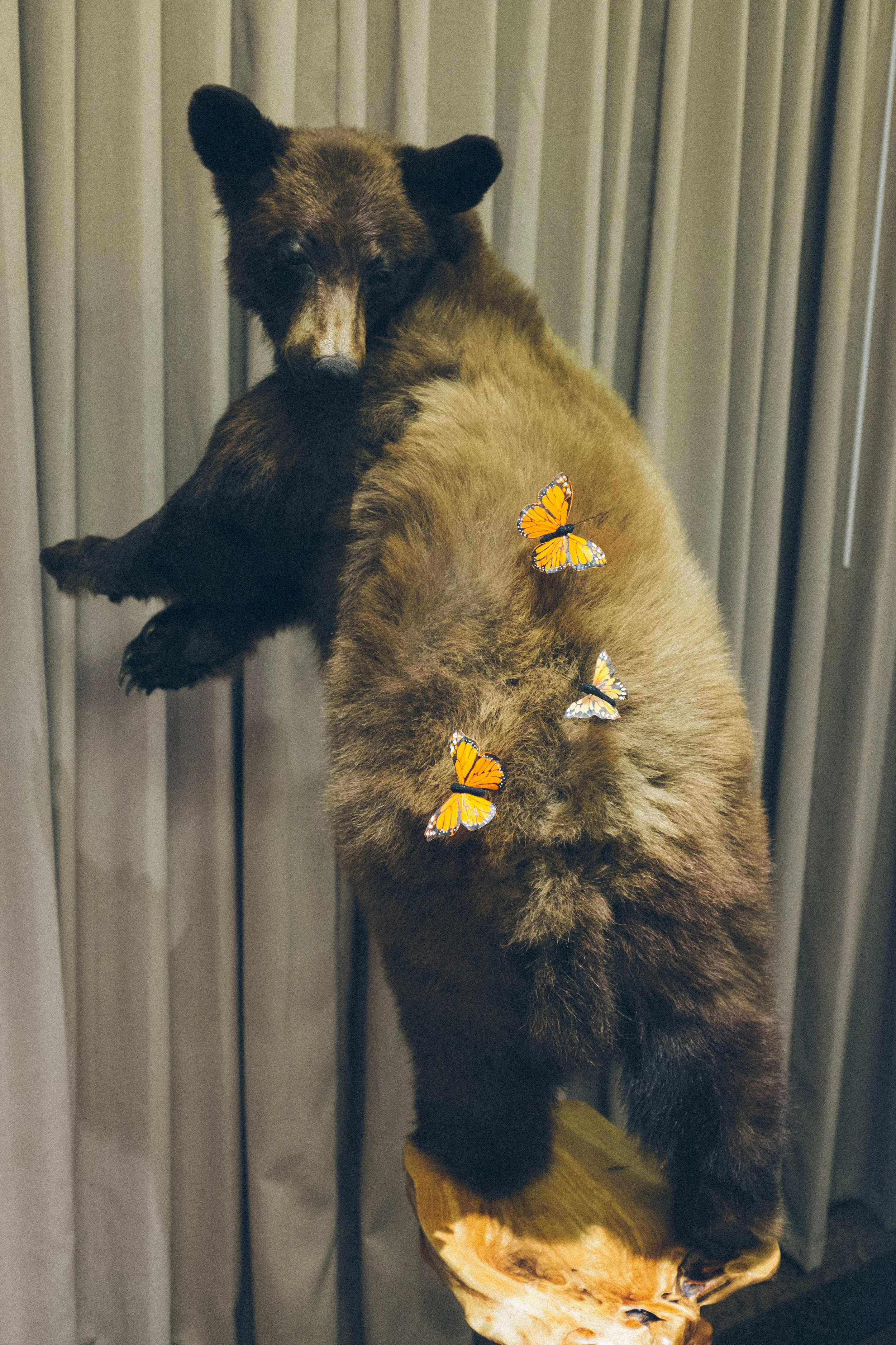 A bear frolicking with butterflies on its back? A bit of a hard sale.
