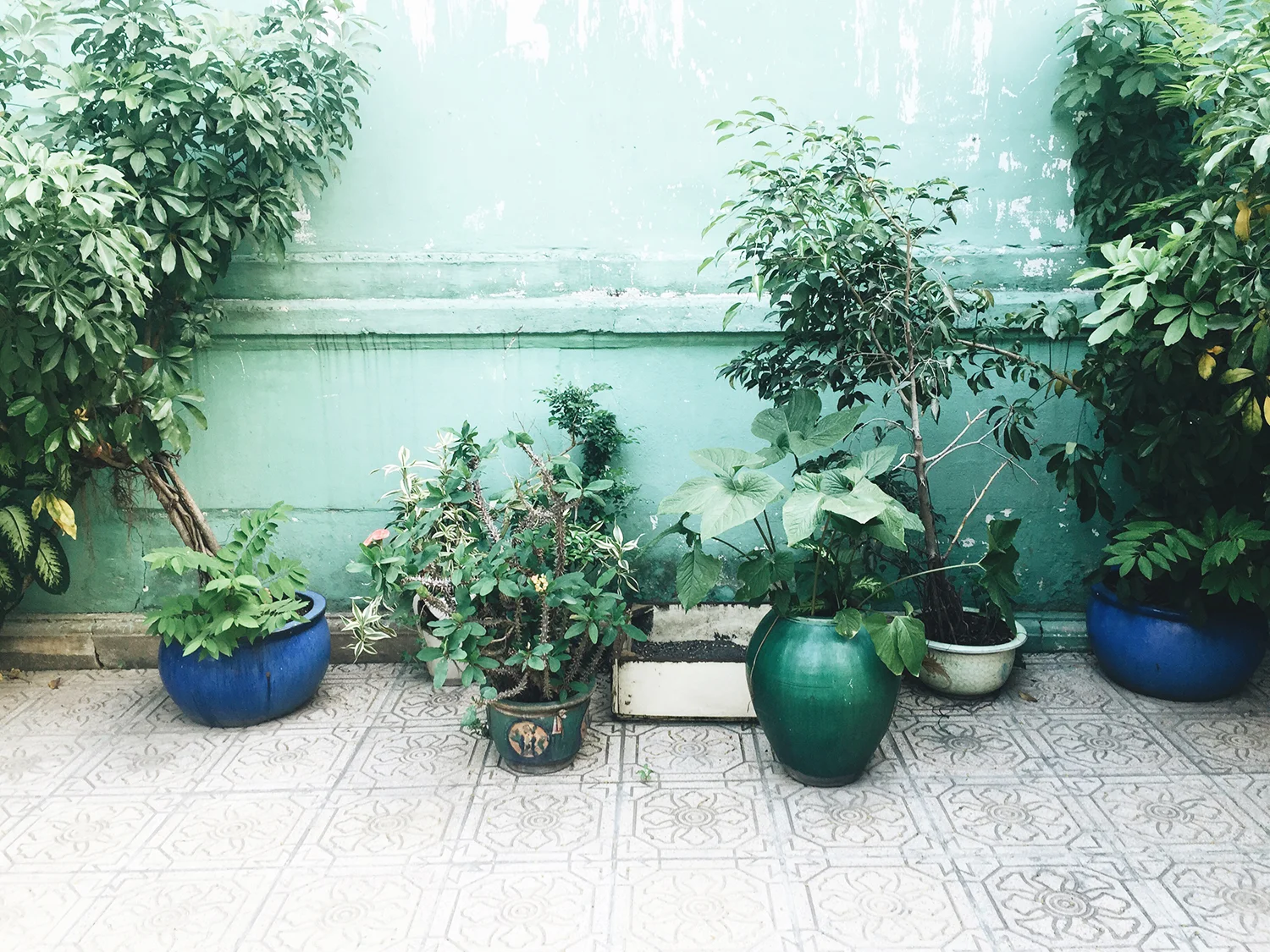 Plants.jpg