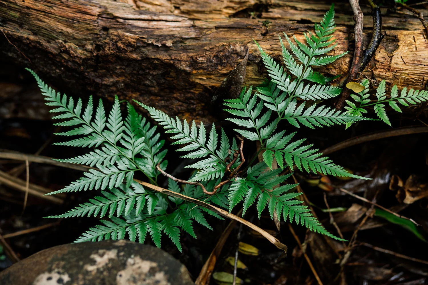 Wild_NLee-244.jpg