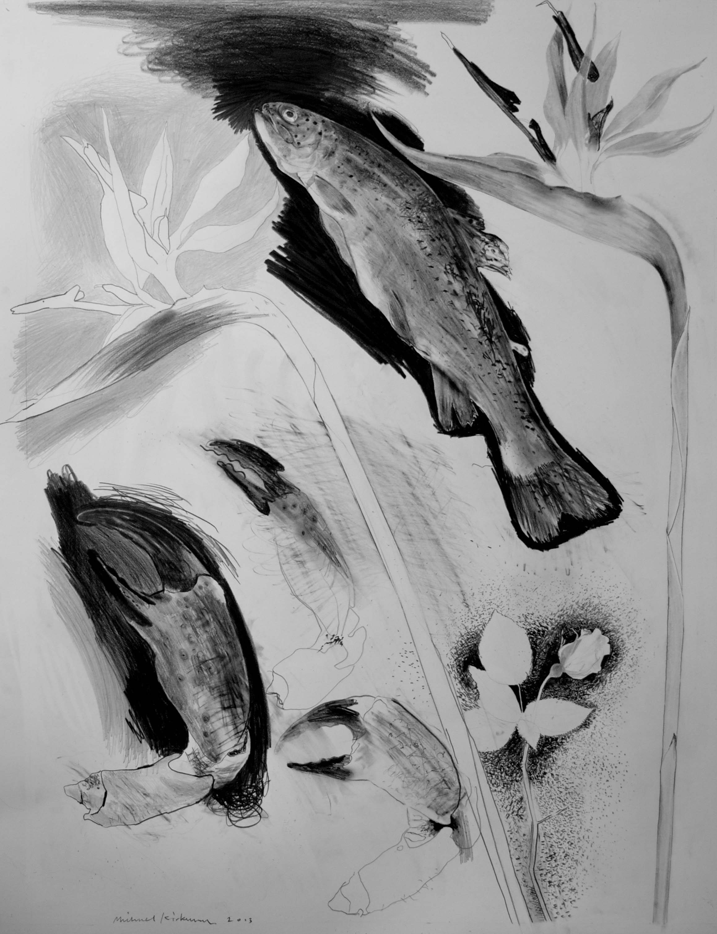  'Trout' Pencil on Fabriano hp paper, 2013, 76 x 55cm SOLD