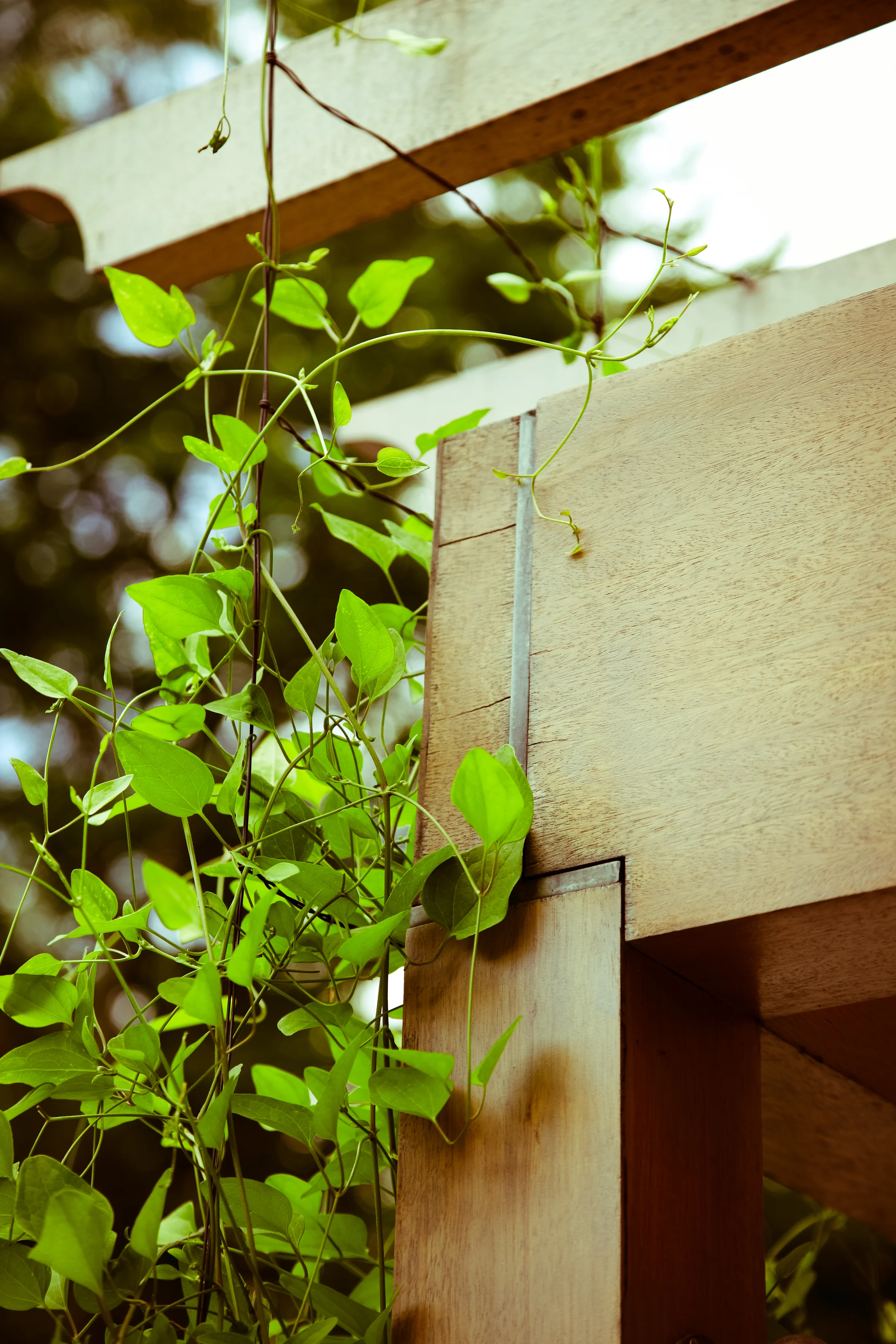 plants vegetation living wall