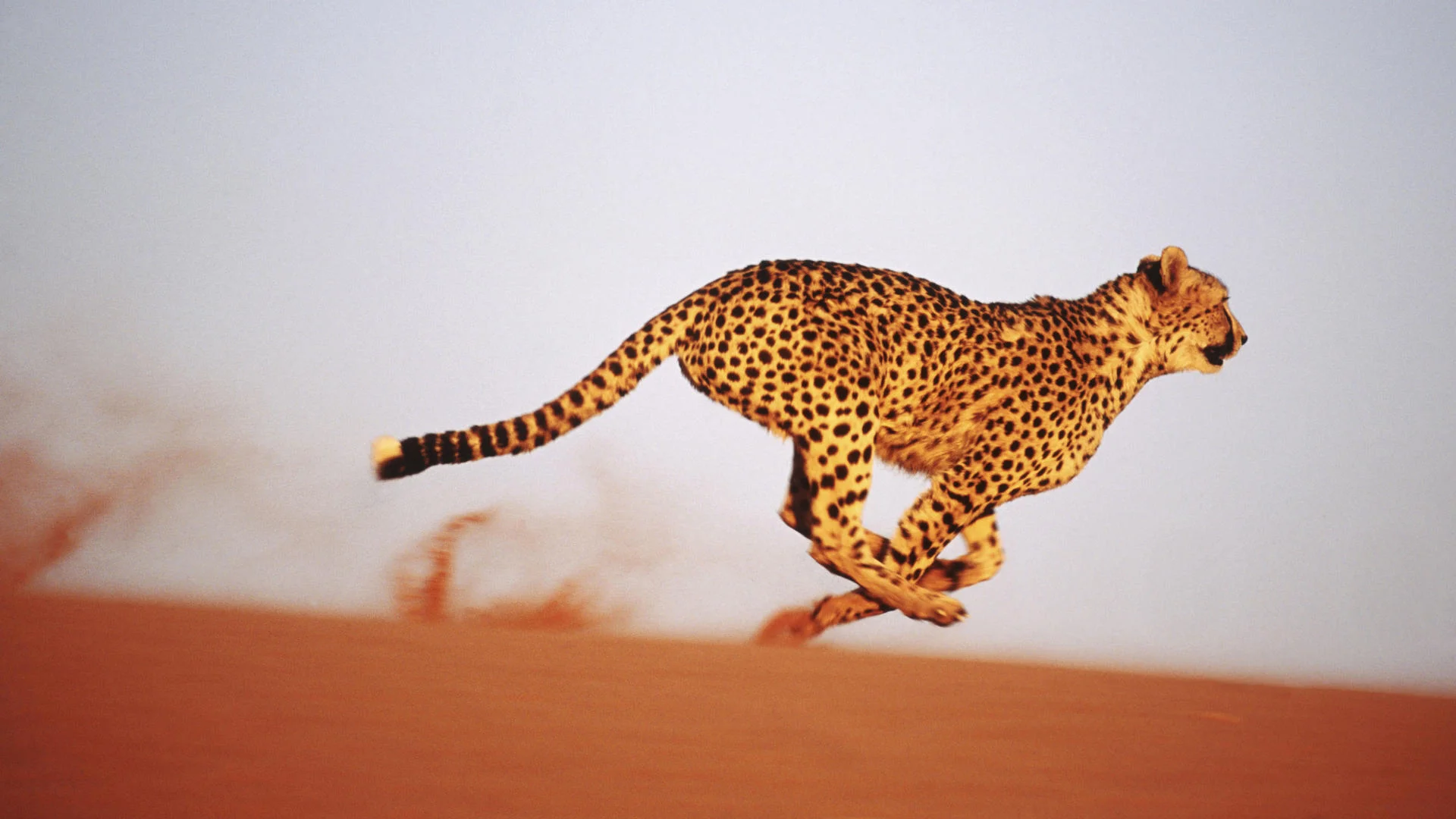 cheetah.jpg