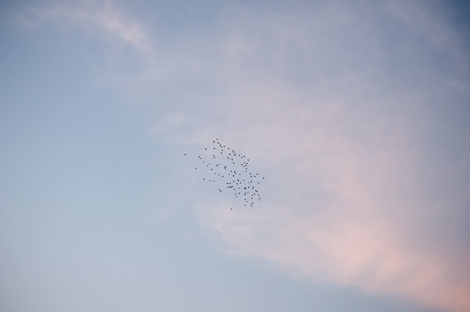 150811_mini_murmuration_7158.jpg