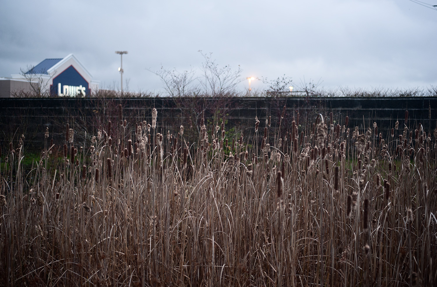 151207_urban_wetlands_7635.jpg