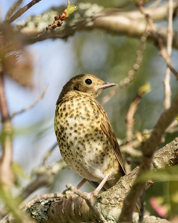  Thrush 