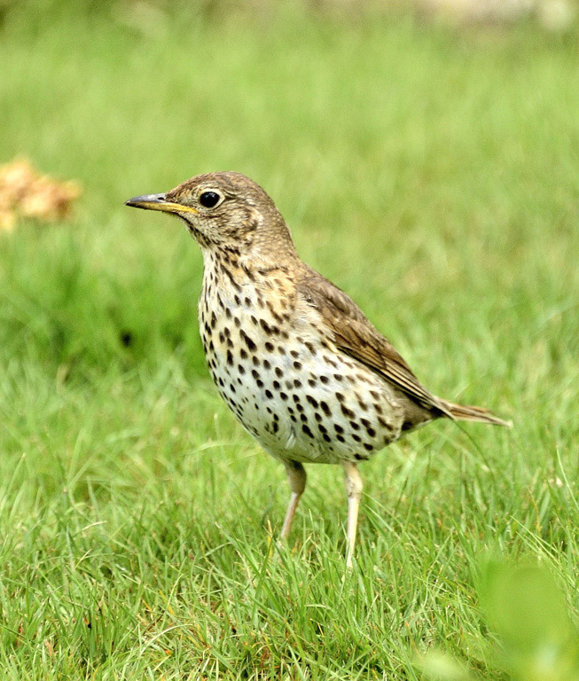  Thrush 