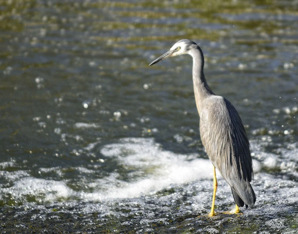  Heron 