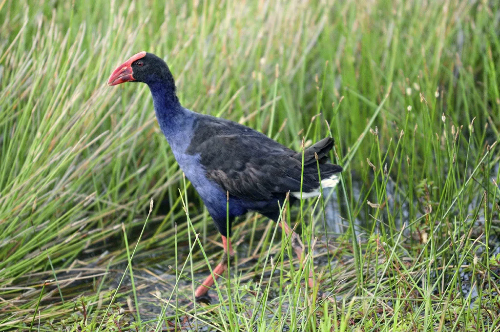  Pukeko 