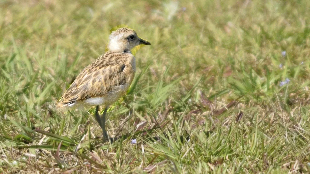  Dotterel 