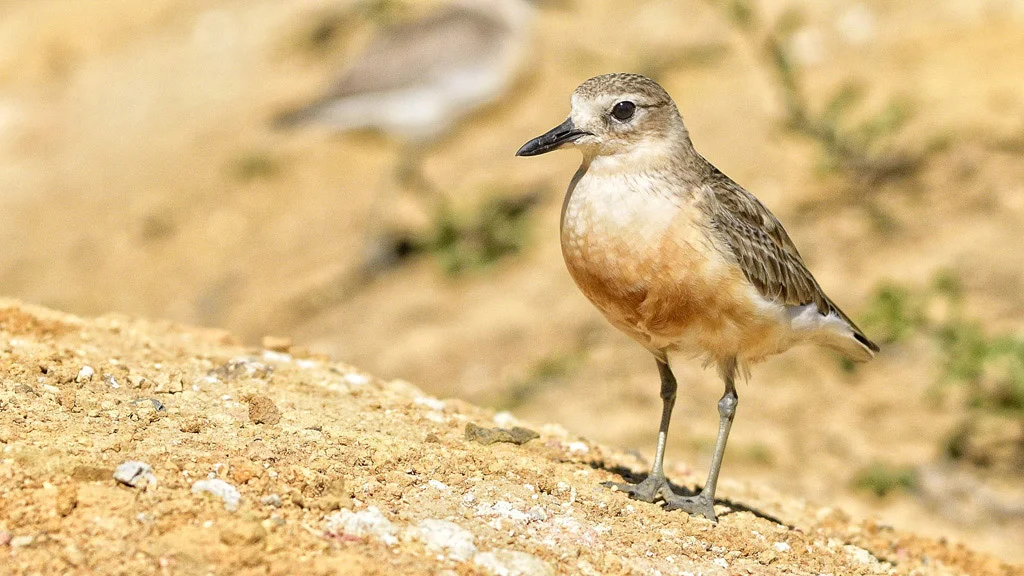  Dotterel 